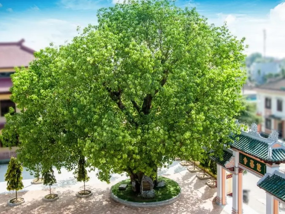 Tu Dam Pagoda- Hue Top Tours